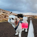 Load image into Gallery viewer, solar-lantern-for your  next  evening walk with your best friend.