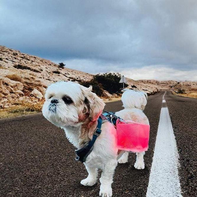 solar-lantern-for your  next  evening walk with your best friend.