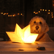 QWNN™ SOLAR LANTERN AND MOBILE CHARGER solight2.myshopify.com
