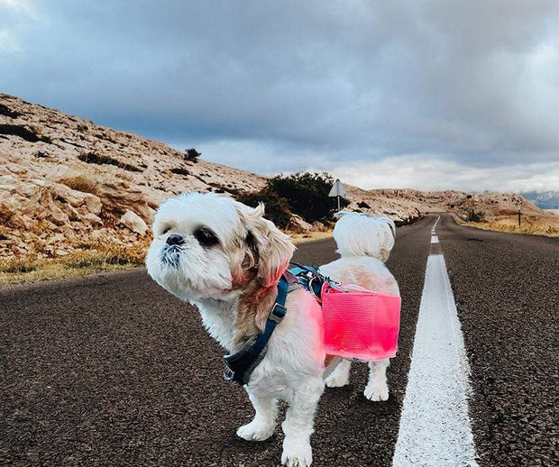 Take this solar lantern on walks with your dog, evenings have never been so fun. Use the red light on this solar lantern for a romantic ambiance for that special evening. Solar lantern for any adventure, better than a flash light and no batteries needed. Comes with Red and white light all in one lamp