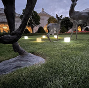 Solar cubes of happy light will make your garden sing with brightness. Use these solar lights for your garden path or hang in the trees for any time you need a little joy in your life. Discover fund ways to decorate your home or patio with these durable and bright cubs of joy.