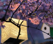 Spring is here! SolarPuffs. can be hung outdoors or inndoors for beautiful lighting any time any where.  These are Solar Powered so no need for batteries, these are better than.flash lights!! The Solar Puff also has. a Light. sensor so just press for 3 seconds to toggle. back and forth between manual. or light sensor mode. 